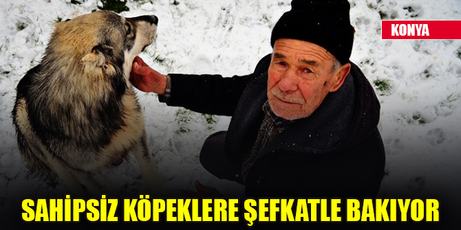 Konya'da 77 yaşındaki Eyüp Nizam sahipsiz köpeklere şefkatle bakıyor