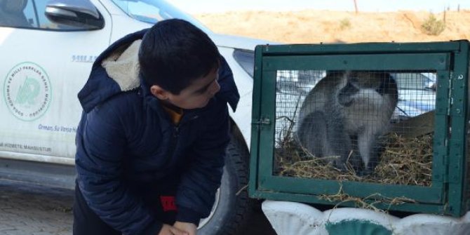 Evlerinin balkonuna gelen maymunu kedi sanmışlar