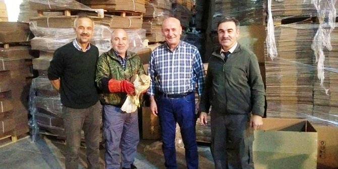 Uçamayan şahin tedaviye alındı