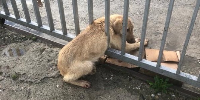 Demir parmaklıklara sıkışan köpeği trafik ekipleri kurtardı