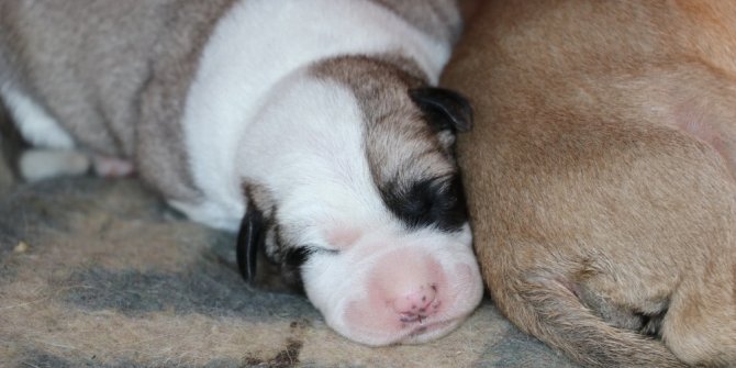 Harçlıklarıyla her gün yavru köpekleri besliyor