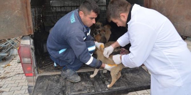 Ölüme terk edilen köpeklere belediye sahip çıktı