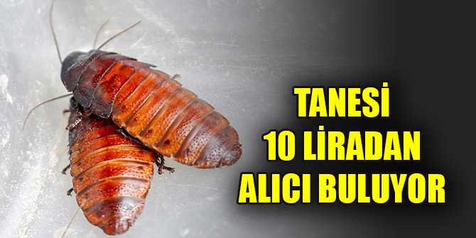 Antalya'da üretiliyor, tanesi 10 liradan alıcı buluyor