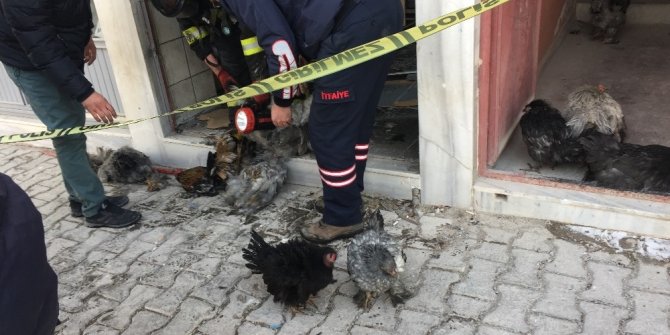 Bodrum yangınında tavuklar telef oldu