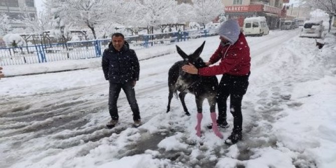 Donmaktan kurtardıkları eşeği giydirdiler