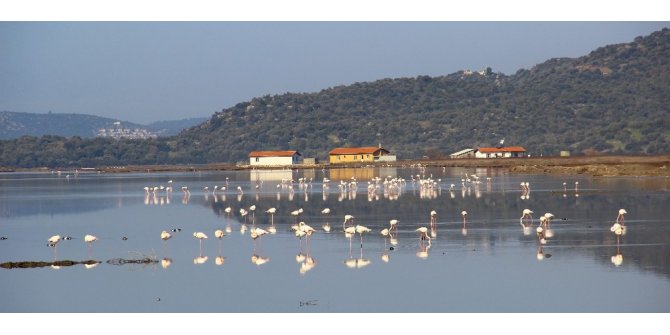 Flamingolar Bodrum’a akın etti