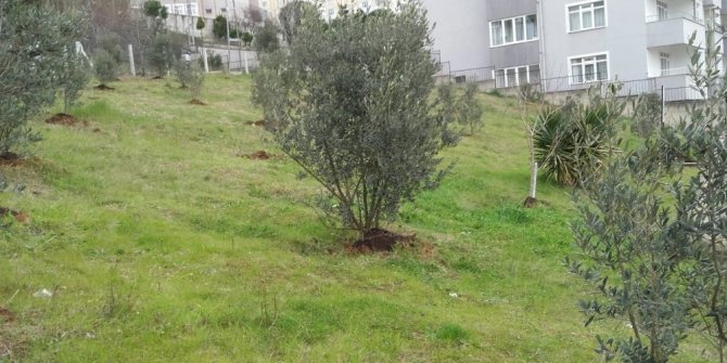 Daha güzel bir Sinop için