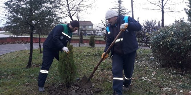 Başiskele’de ağaç budama çalışmaları sürüyor