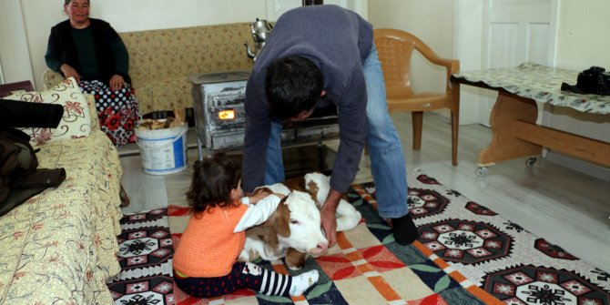 Evde bakılan buzağı, Duru’nun oyun arkadaşı oldu