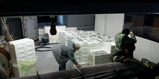 100 ton 'hamsi' avladılar