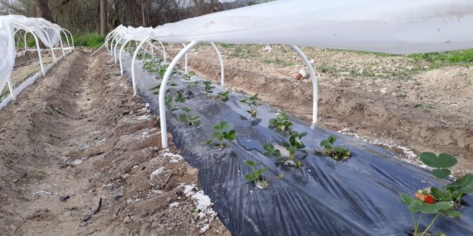 ’’Bitki zararları ile mücadele’’ kursiyerleri belgelerini adreslerinde aldı