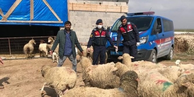 Eskişehir'den çaldıkları koyunu Konya'daki ağıllarına saklamışlar