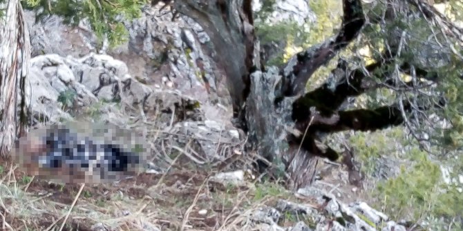 Odun toplamaya gittiği ormanda ölü bulundu