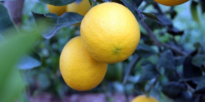 Limon ihracatı Tarım ve Orman Bakanlığının iznine tabi