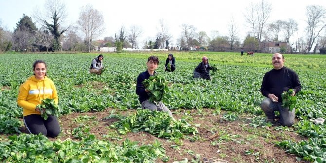 Ispanağın fiyatı 1 liraya düştü