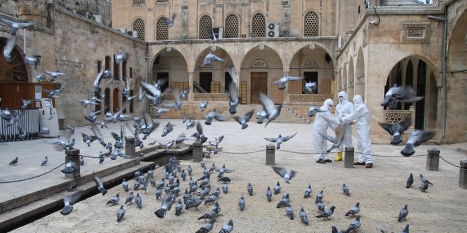 Balıklıgöl'deki balık ve kuşlara yem verildi