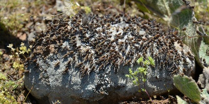 BM uyardı! Öncekilerden 20 kat büyük çekirge istilasıyla karşı karşıyayız