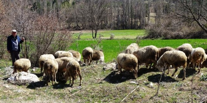 Kütahya’da küçükbaş hayvan sayısı 487 bin 954