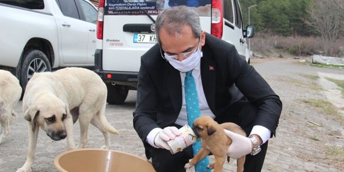 Kaymakam Pişkin sokak hayvanlarına yiyecek bıraktı