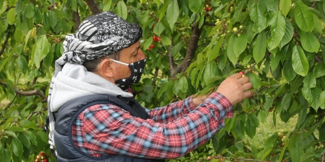 Kuzey yarımkürenin ilk kirazı pazara düştü, 400 liradan alıcı buldu