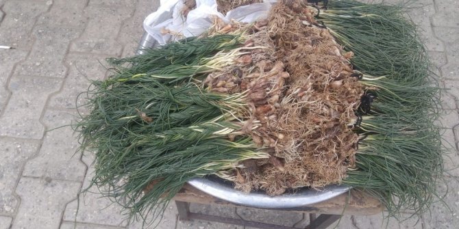 Zuzubak otunun kilosu altını geride bıraktı