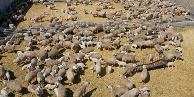 Hedef, Bir Milyon Kangal Akkaraman Koyunu