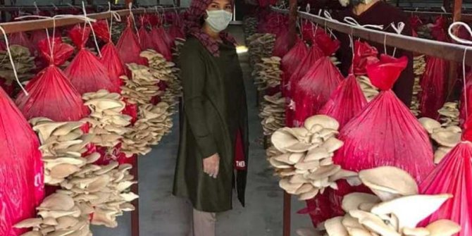Devlet desteği ile mantar üretimine başladılar