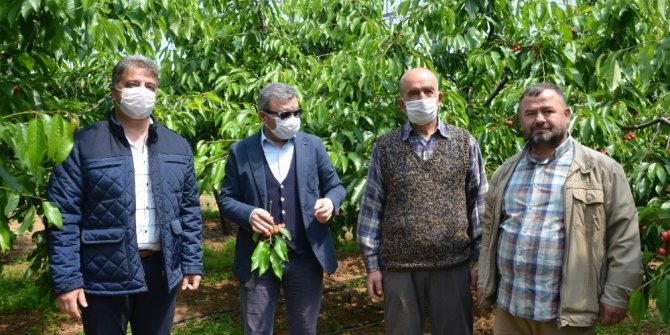 Kemalpaşa’nın meşhur kirazına sayılı günler kaldı