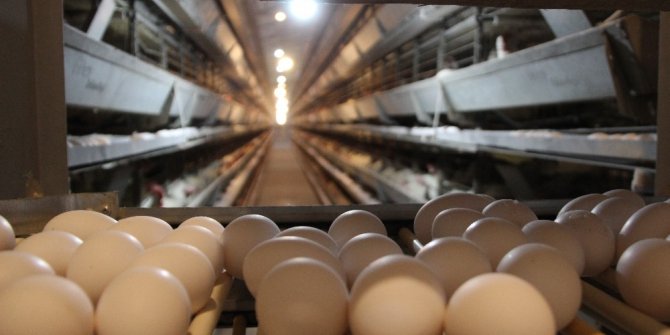 Günde 7 bin koli yumurta üretiliyor