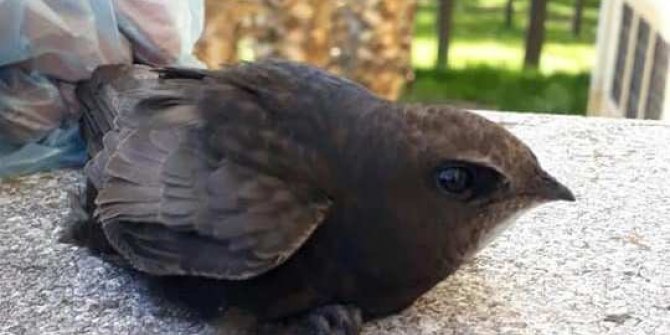 Okulun sınıfında Ebabil kuşu bulundu