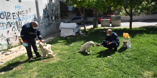 Yunusemre sokak hayvanlarını unutmuyor