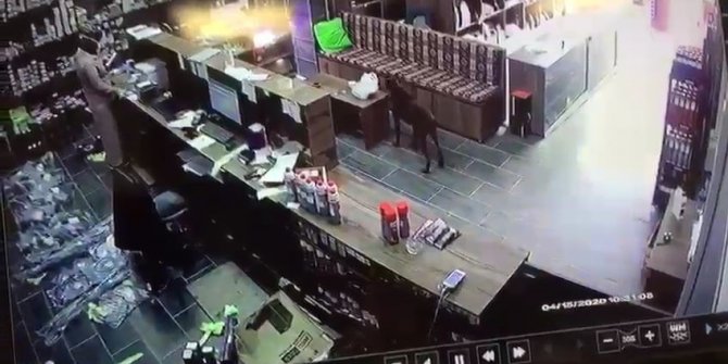 Dükkana giren köpek masadaki poşette bulunan poğaçaları böyle çaldı