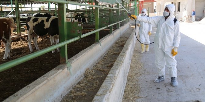 Haliliye tedbiri elden bırakmıyor