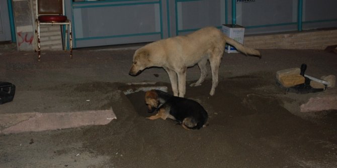 Sokaklar boşaldı, köpekler oyun yaptı