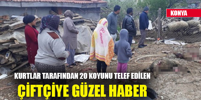 Kurtlar tarafından 20 koyunu telef edilen çiftçiye güzel haber
