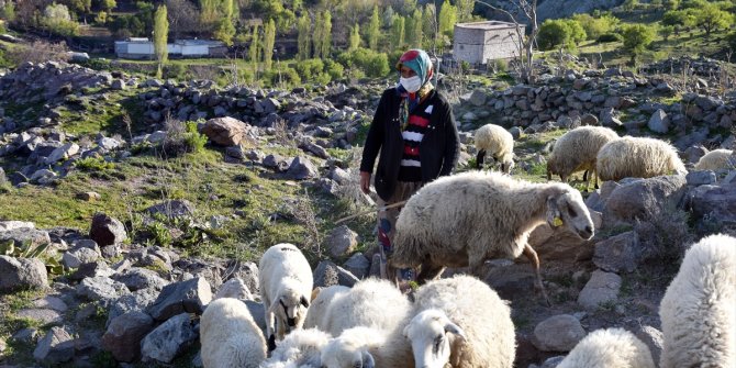 Tarihi mahallenin kadın çobanının tek dostu koyunları
