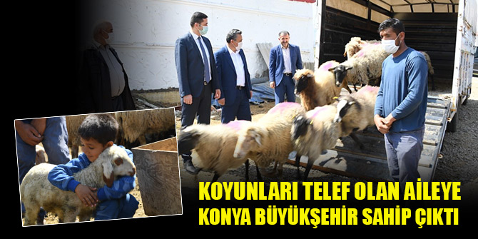 Koyunları telef olan aileye Konya Büyükşehir sahip çıktı