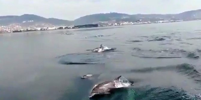 İzmir Körfezi’nde yunus sürüsü tekneyle yarıştı