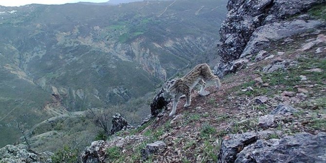 Tunceli’nin yaban hayatı foto kapanla görüntülendi