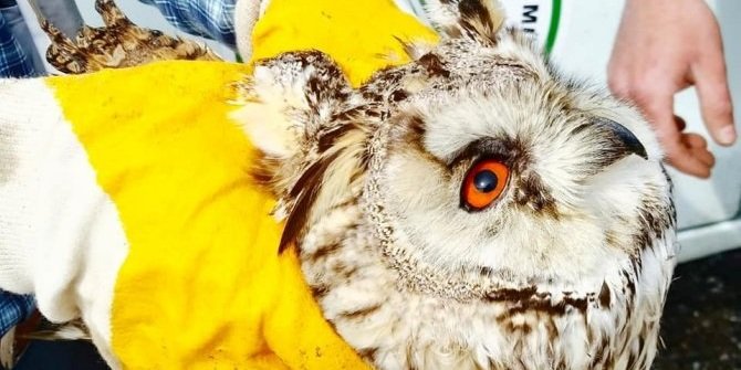 Konya’da yaralı olarak bulunan baykuş ve bıldırcın kılavuzu koruma altına alındı