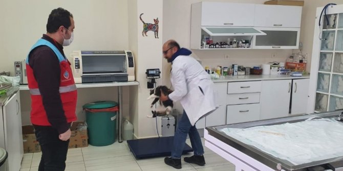 Vefa Sosyal Destek Grubu ekipleri, kedisi rahatsızlanan vatandaşın yardımına koştu