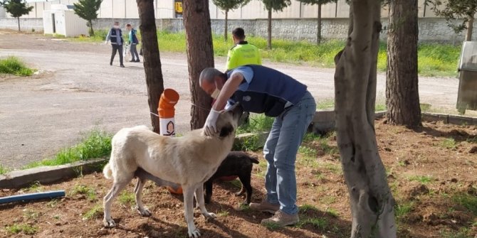 Kızıltepe Belediyesi sokak hayvanlarını unutmadı