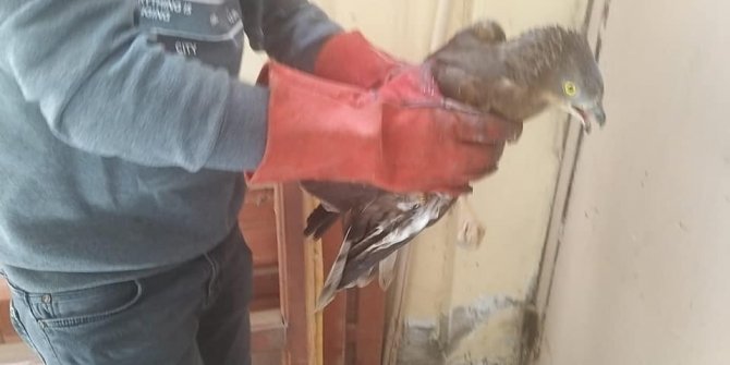 Arı Şahini ve Erguvani balıkçıl Kars’ta tedavi altına alındı