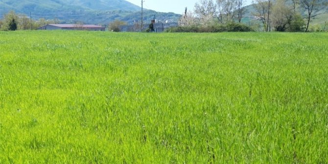 Karakılçık buğdayı Atakum’da yeniden hayat buluyor