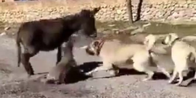 Çoban köpeklerini sıpaya saldırtan genç: "Köpeklerin saldıracağını düşünemedim"