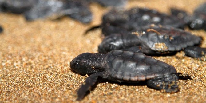 Caretta carettalar ilk yumurtalarını bıraktı