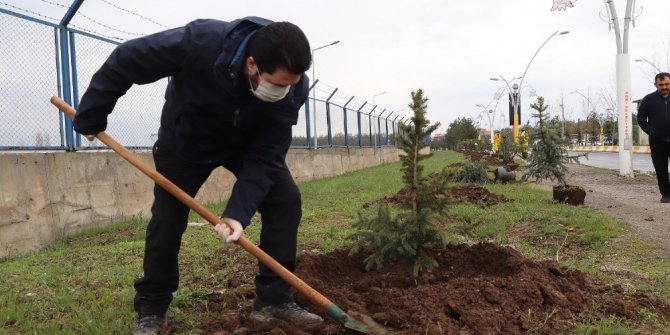 Ağrı Belediyesi 10 bin ağaç dikecek