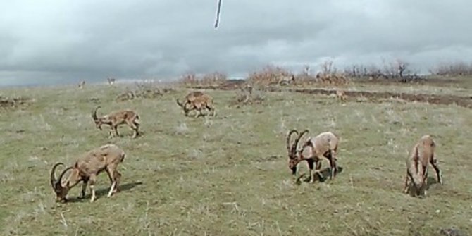 Foto kapanlar yaban hayatını görüntüledi