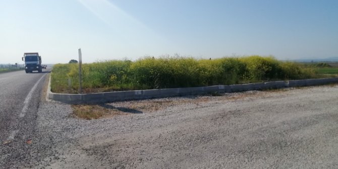 Kavşakta bulunan yüksek otlar trafiği engelliyor