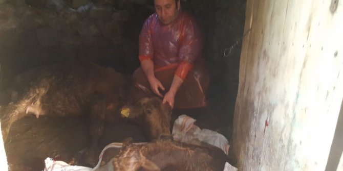 Doğum yapamayan ineğin imdadına veteriner hekim yetişti